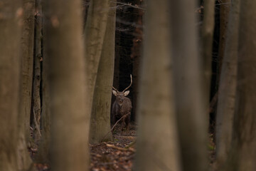 A sika deer stands alone in the middle of the forest. A male deer during spring in the forest. Deer standing in fallen leaves.