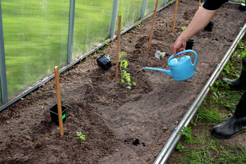 An elderly farmer in rubber boots waters the planted watermelon sprouts in a greenhouse. Planting a plant, agriculture, a man's hand with a watering can - horizontal photo, close-up