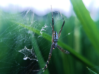 The spider in the image is likely from the genus Argiope, which is known for its distinctive web patterns and striking body coloration.