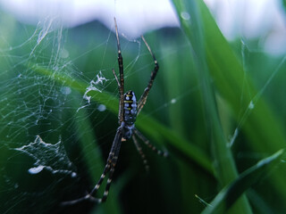 The spider in the image is likely from the genus Argiope, which is known for its distinctive web patterns and striking body coloration.

