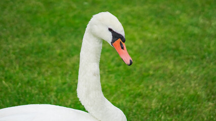 Graceful white swan strolling freely in city park full of summer greenery