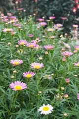 Obraz premium daisy