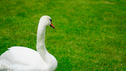Swan in white feathers slowly walking in green park during warm daylight