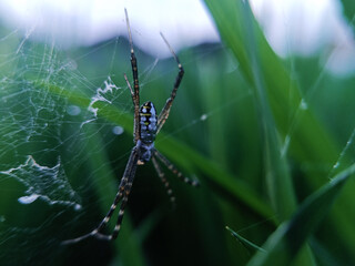 The spider in the image is likely from the genus Argiope, which is known for its distinctive web patterns and striking body coloration.

