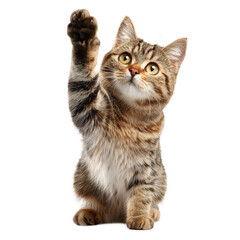 Obraz premium Playful Kitten with Uplifted Paw , PNG isolated cut out image