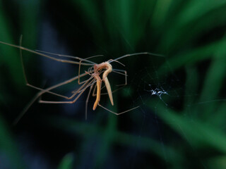 The spider in the image is a Skull Spider (Pholcidae), also known as the Daddy Long-Legged Spider.

