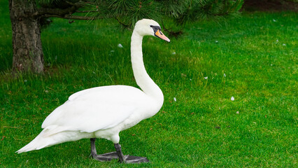 Elegant swan grazing in a fresh green park full of sunlight and peace