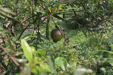 Pomegranate fruit hanging from a tree branch with green leaves