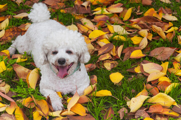 bichon frise laying on autumn leaves and grass