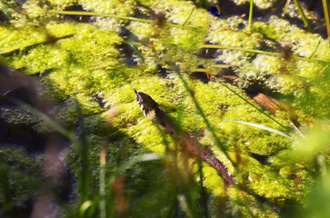 A small snake hunts in its natural habitat ..