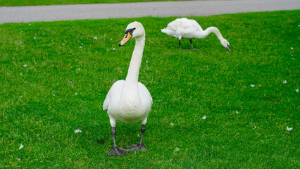 Elegant swan grazing in a fresh green park full of sunlight and peace
