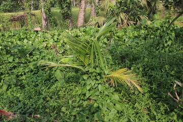Young Coconut Palm in a Lush Green Environment