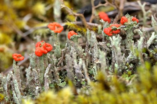 Cladonia coccifera or madame's cup lichen with beautiful red fruits, met on Mount Kilimanjaro, Tanzania, Africa