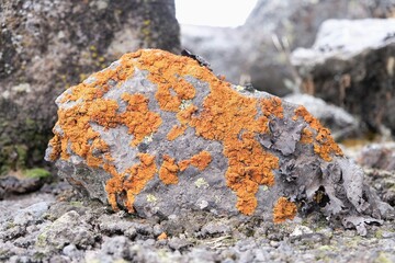 Xanthoria elegans, also known as Elegant Sunburst Lichen. It's a bright orange lichen often found...