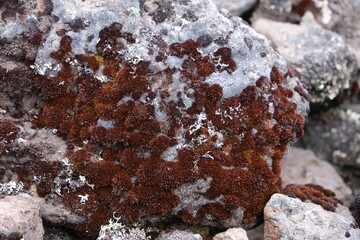 Close up of rock with brown moss (Andreaea), met on Kilimanjaro, Tanzania