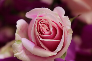 Purple flowers in the garden