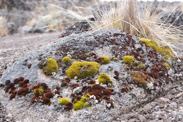 Close up of rock with brown and green moss (Andreaea), met on Kilimanjaro, Tanzania