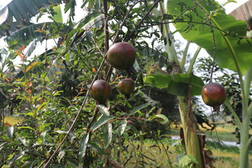 Pomegranate fruits hanging on the tree branches