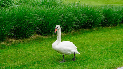 Elegant swan grazing in a fresh green park full of sunlight and peace