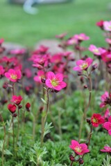 The saxifrage is pink
pink garden flowers