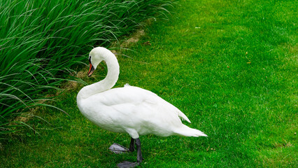 White swan walking and grazing in lush green park on a summer day