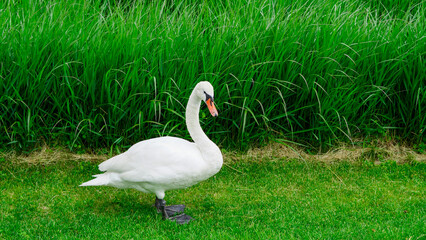 Elegant swan grazing in a fresh green park full of sunlight and peace