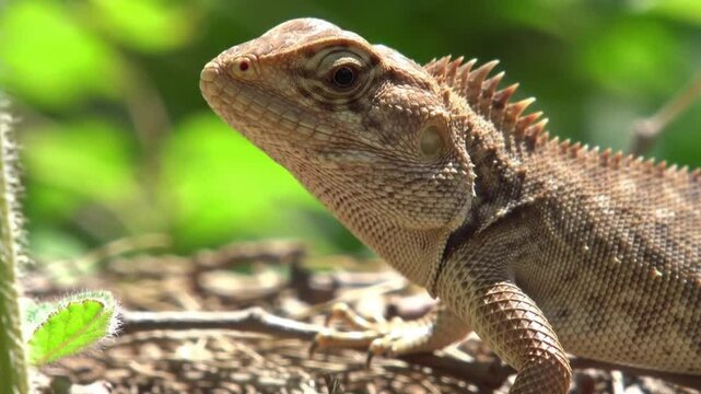 A close-up, eye-level shot of a light brown or grey garden lizard (likely an Oriental garden lizard or similar species) with visible scales and a spiky crest along its back. The lizard on a tree