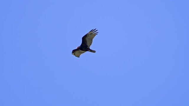 Vulture gliding against the blue sky over Utah.
