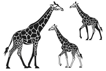 Naklejka premium Black and white vector illustration of three elegant giraffes in various poses.