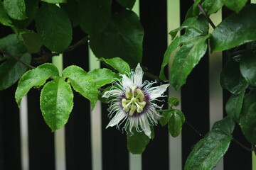Passion fruit tree in bloom, showing its exotic and intricate flowers—a vibrant display of...