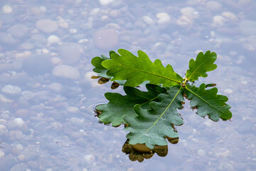  Eichenblatt auf dem Wasser