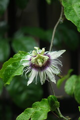Obraz premium Passion fruit tree in bloom, showing its exotic and intricate flowers—a vibrant display of nature’s beauty, ideal for botanical themes or tropical garden visuals.