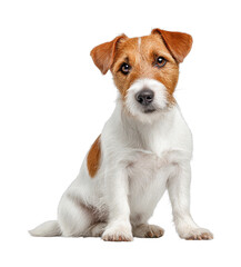 Cute jack russell terrier sitting with curious expression