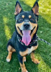 Kelpie or Rottweiler Mix Dog Sitting on Lawn