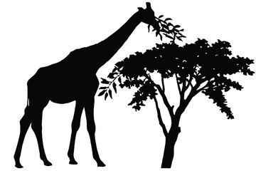 Silhouette of a tall giraffe eating leaves from a tree in black and white