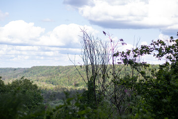 Wide landscape showing a lush green forest under a partly cloudy sky, with dry tree branches and...