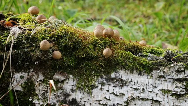 Small puffball mushrooms emerge from a vibrant bed of moss on a decaying birch log, showcasing the beauty of nature's decomposition process