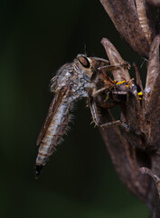 robber fly Asilidae eating its prey fly, field
