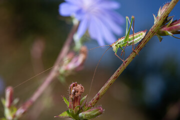 Striped Bush-cricket, Leptophyes albovittata, sitting on a plant