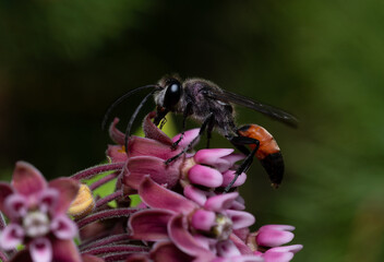 digger wasp Sphex sitting on a wild flower