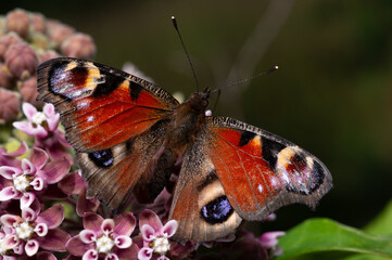 peacock butterfly, Aglais io, sitting on a wild flowers