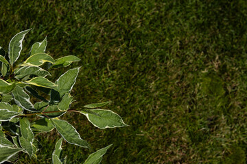 Ornamental shrub Derain White on green grass background with copyspace