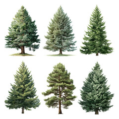 Fototapeta premium Collection of Majestic Evergreen Trees , PNG isolated cut out image