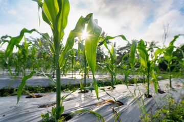 Corn plants with green leaves glowing under morning sunlight in a tropical field with plastic mulch &mdash; perfect for use in farming, sustainability, or organic agriculture campaigns.