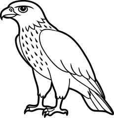 Fototapeta premium Hawk black silhouette on white background 