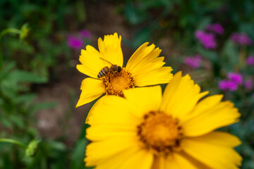 Honeybee on vibrant yellow coreopsis flower in bloom