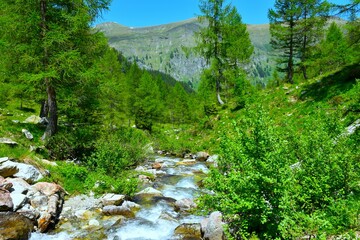 Muritzen alpine stream flowing past meadows and larch trees in High Tauern mountains, Central Eastern Alps, Austria