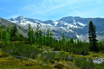 Alpine landscape with larch (Larix decidua) trees and snow covered mountain above in High Tauern in Central eastern alps, Austria