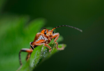 green shield bug