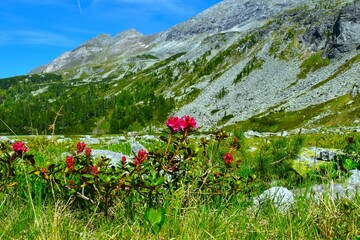 Pink alpenrose (Rhododendron ferrugineum) flowering shrub in selective focus bellow the mountain in...